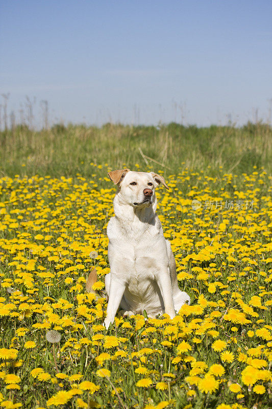 一只拉布拉多猎犬在长满蒲公英的田野里