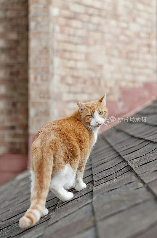 徘徊的姜猫