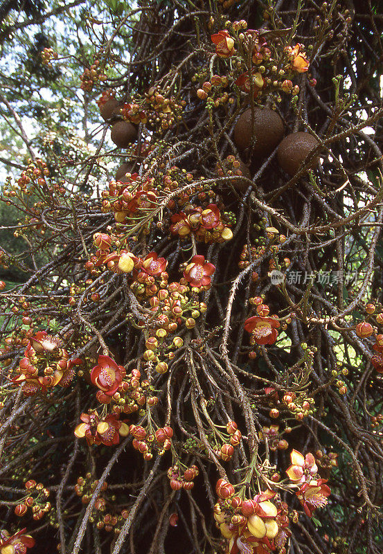 洪都拉斯特拉附近的炮弹热带树上的鲜花和水果