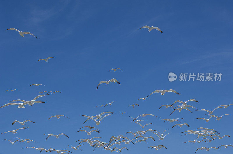 一大群加利福尼亚海鸥在头顶飞过