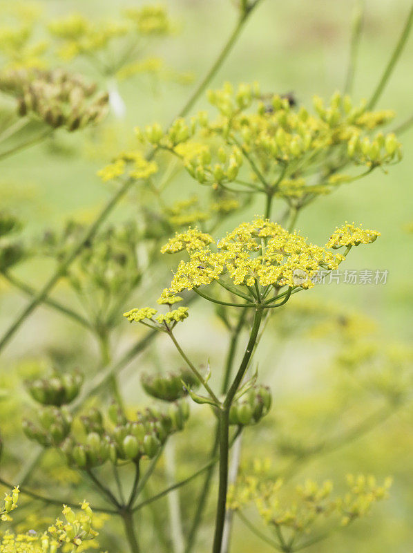 野生防风草