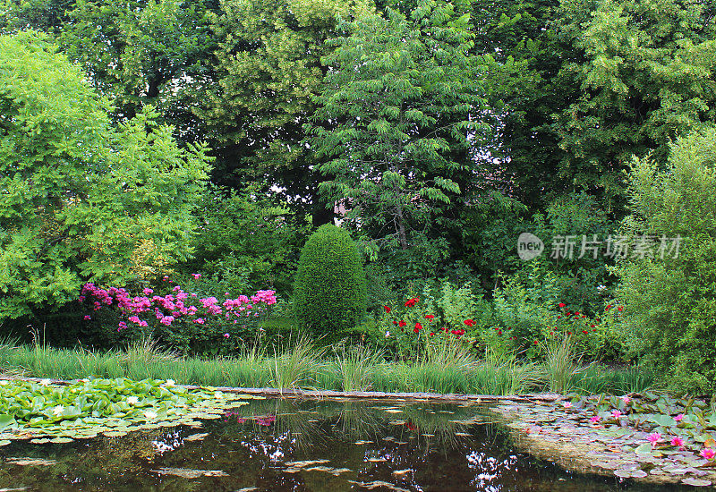 意象盛开的睡莲、睡莲池、观赏性的水上花园