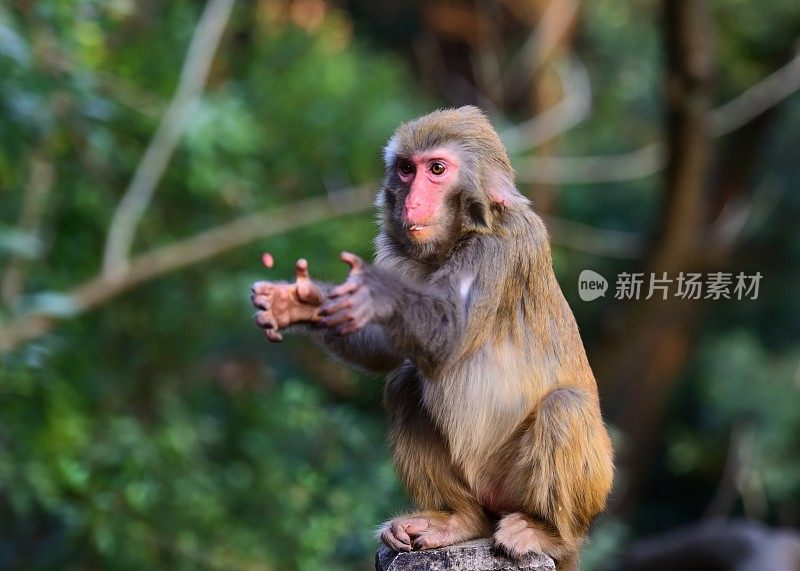 猴子在抓食物