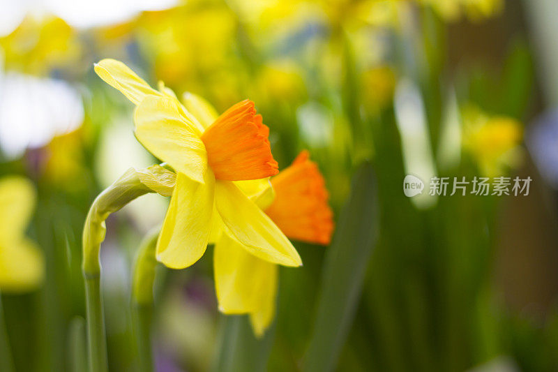 特写春天的水仙花开花