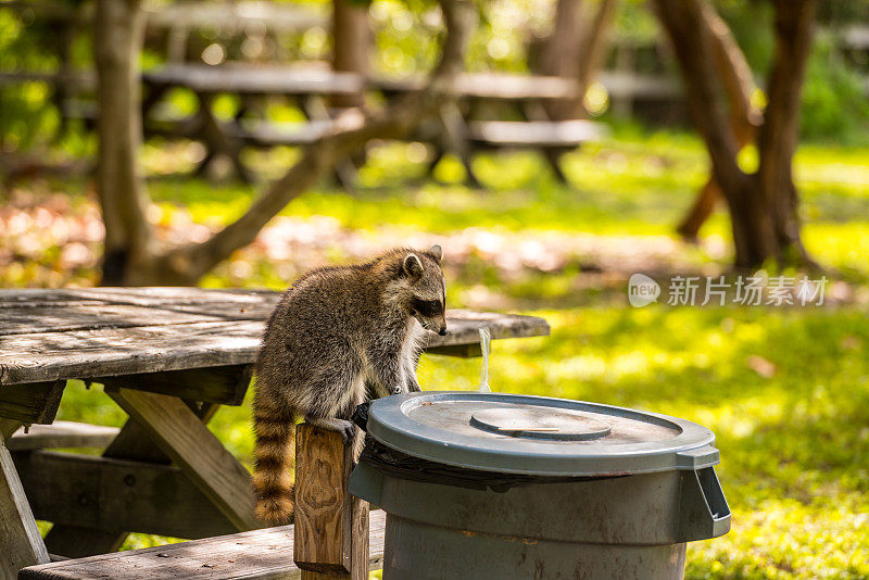 公园里一只浣熊坐在垃圾桶上