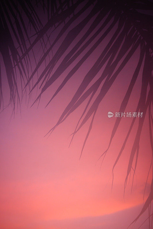 温暖的夕阳和棕榈树