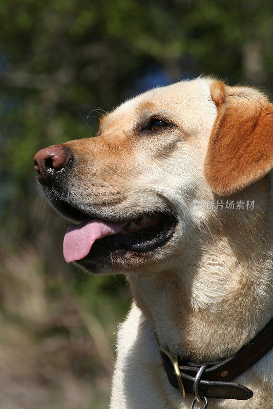 拉布拉多寻回犬的肖像