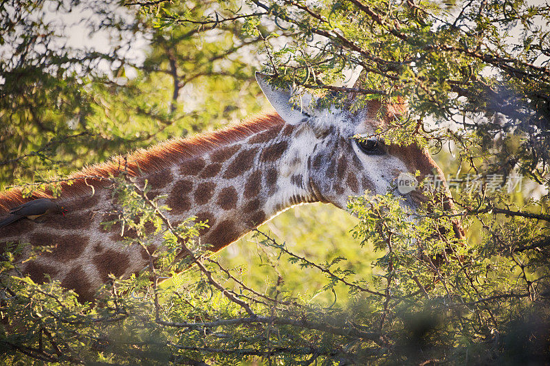 克鲁格野生动物保护区的长颈鹿