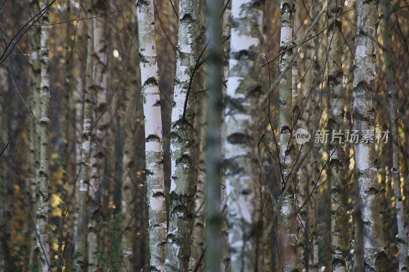 秋林中的薄雾中的桦树。