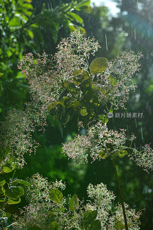 夏雨