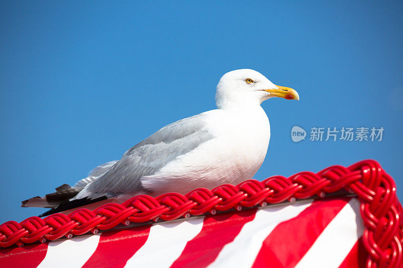 戴兜帽的沙滩椅上的海鸥