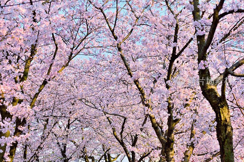 樱花和樱桃树