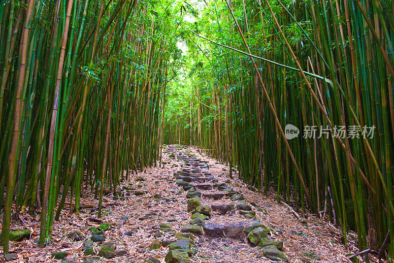 夏威夷竹林小径