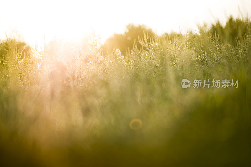 日落上的野花在田野