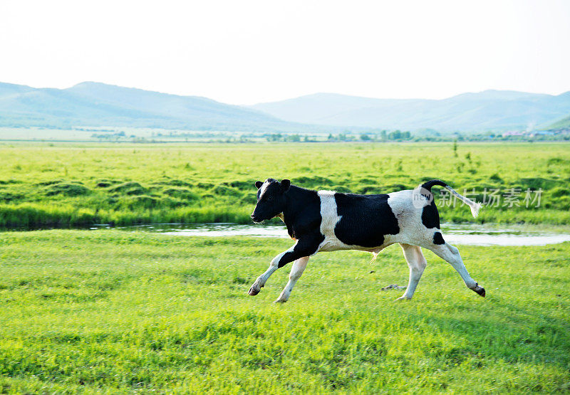牛在草地上奔跑