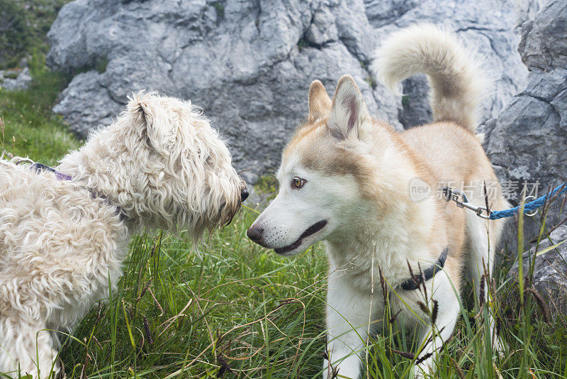 欧洲斯洛维尼亚山区的柴犬和白梗