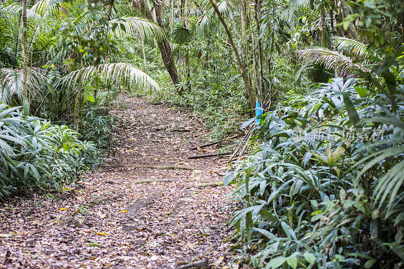 加通湖附近的一个自然公园的热带植被间的步行小路。