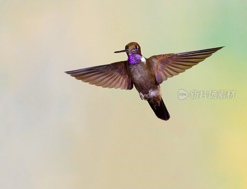 蜂鸟，棕色印加人