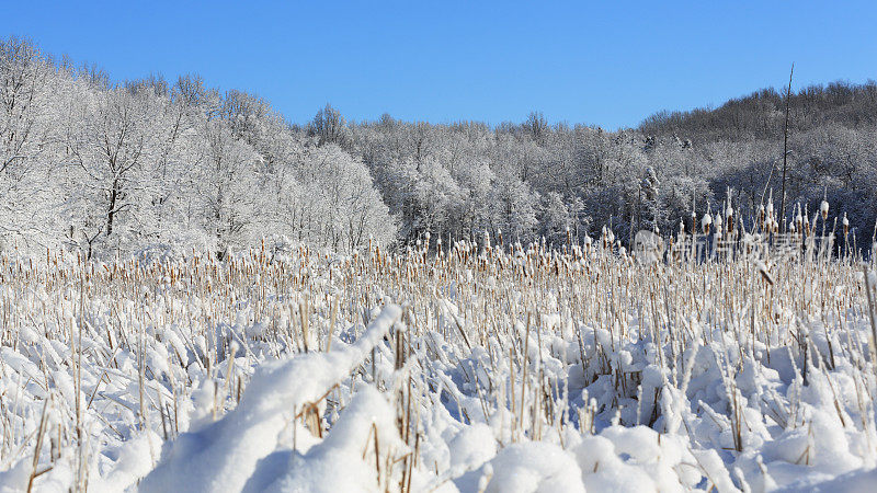 景区沼泽暴风雪雪景