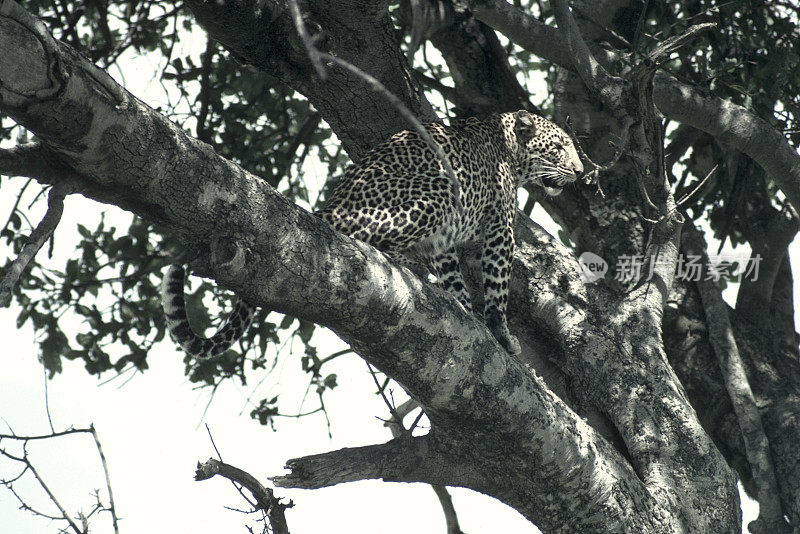 1980年，肯尼亚马赛马拉树上的豹