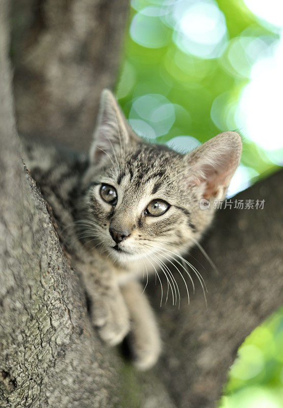 小猫在树上