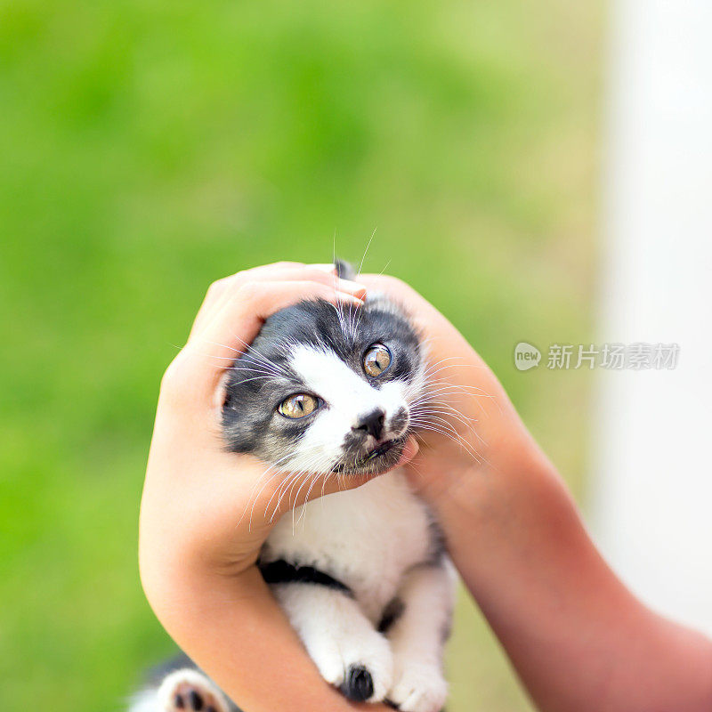 猫和小男孩