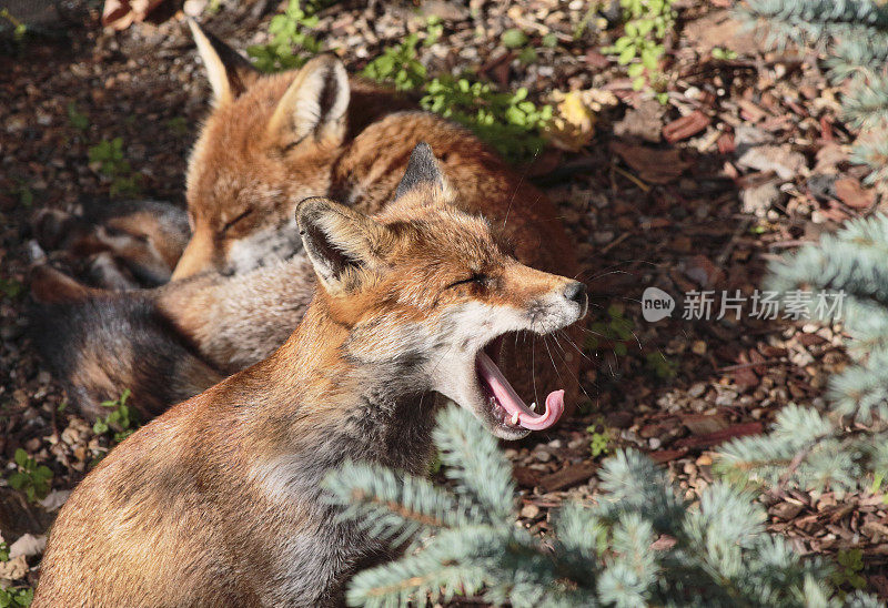 两只红狐狸幼崽在镇上的花园里打哈欠