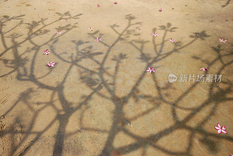 夏季遮荫。