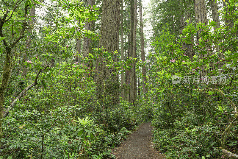 穿越红木森林的步道。