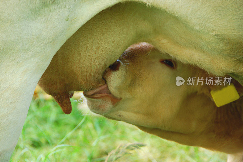 新生的小牛正在吮吸乳房