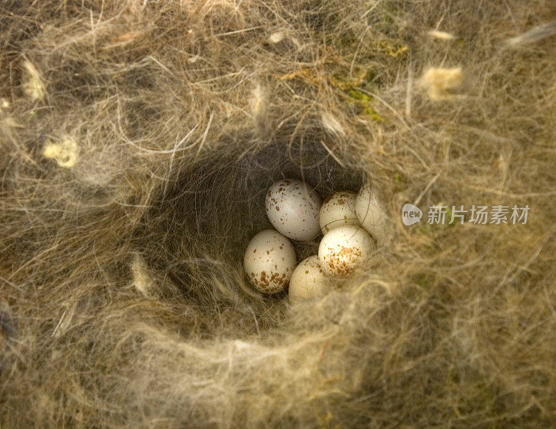 篮子里的鸡蛋——山雀