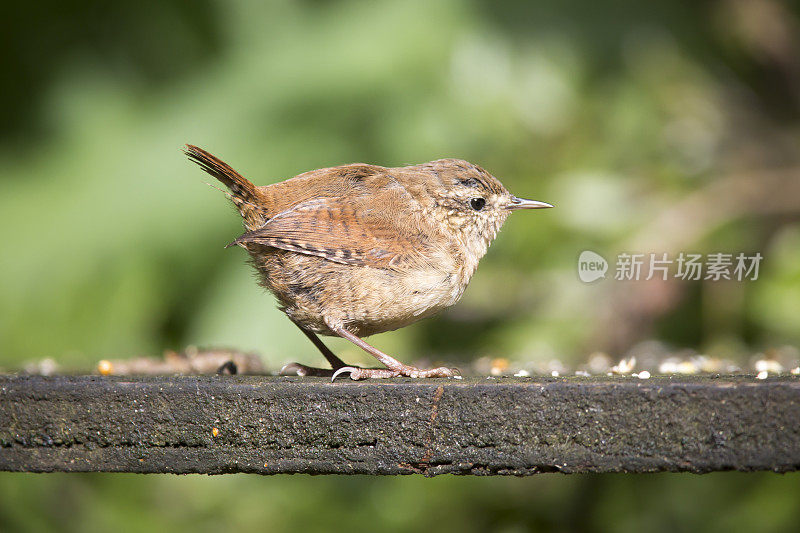 雷恩(Troglodytes-troglodytes)