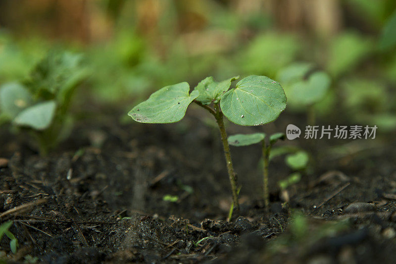 生长在土壤中的小植物