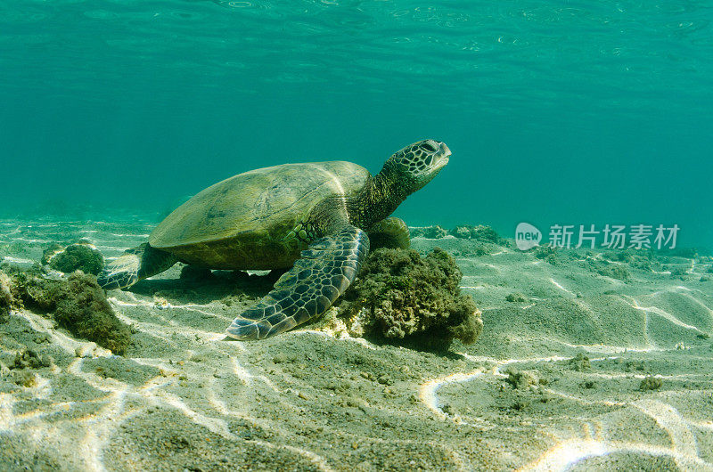 海里美丽的海龟