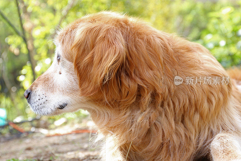 金毛猎犬