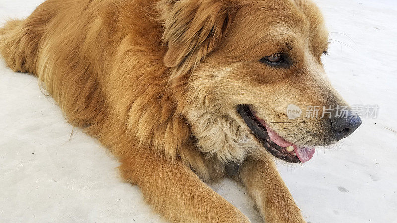 金毛猎犬躺在水泥地上。