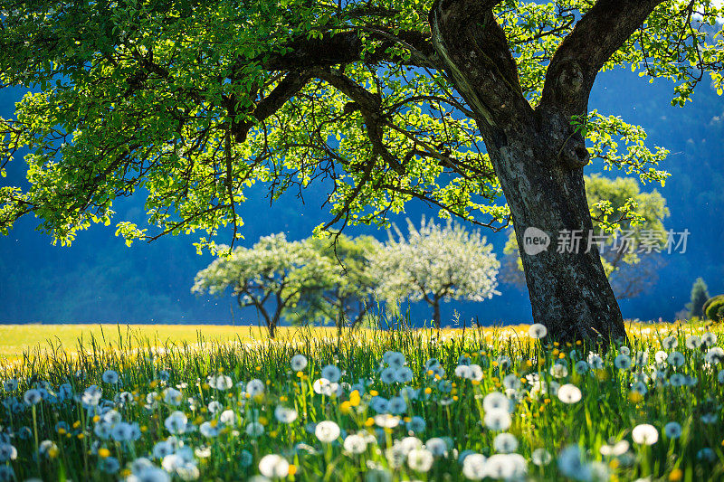 Alpen景观-绿色草地充满春天的鲜花-选择性焦点(不同的焦点检查其他图像在系列)