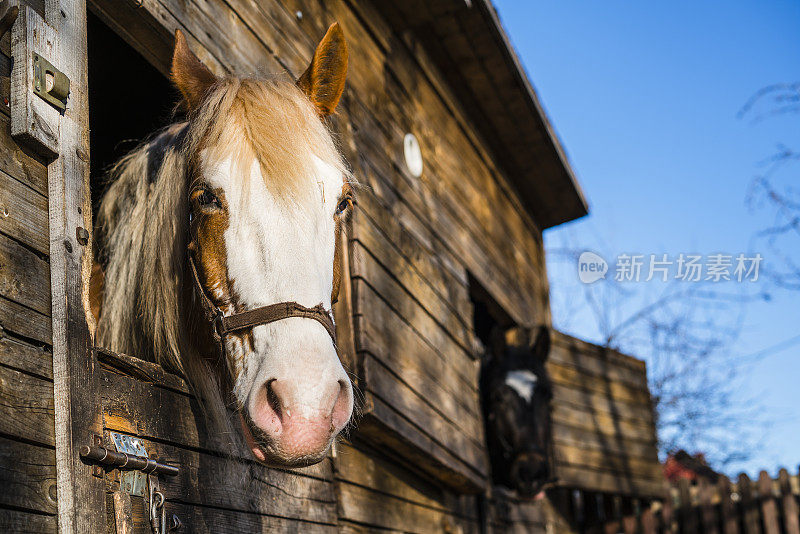 两匹马从马厩的窗户往外看