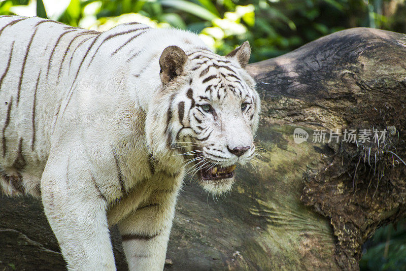 野生动物中威严的白虎。
