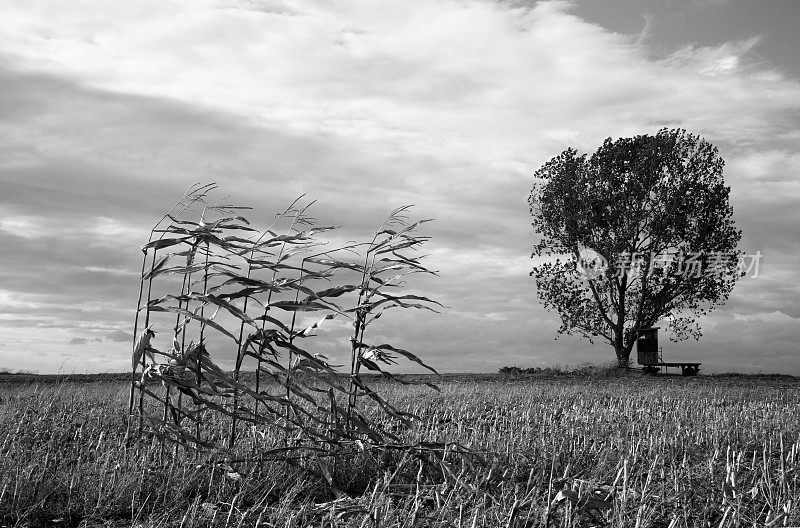 秋季景观BW