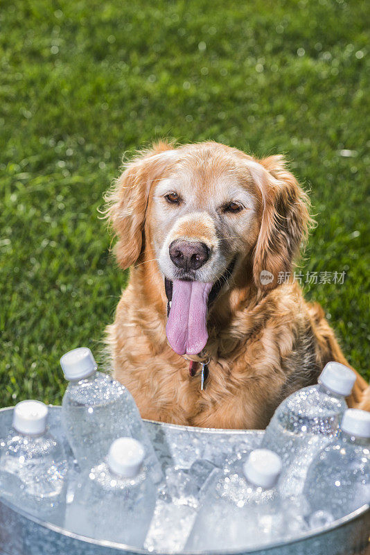 在炎热的夏天，热狗看着装在桶里的冰水瓶