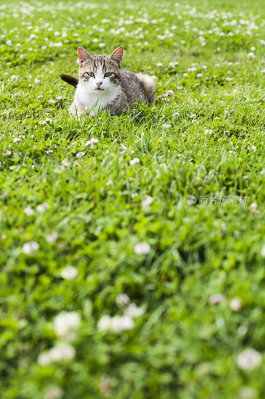 躲在草丛里的可爱的猫