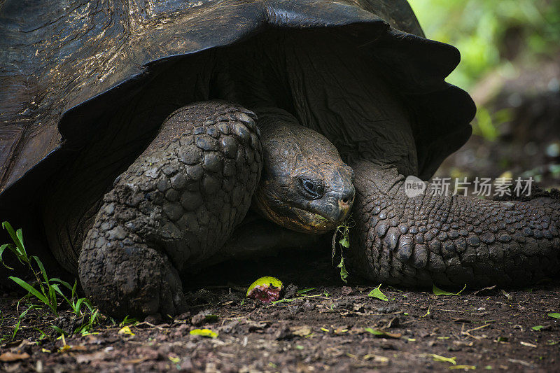 加拉帕戈斯海龟的特写，野生动物拍摄，xxl图像