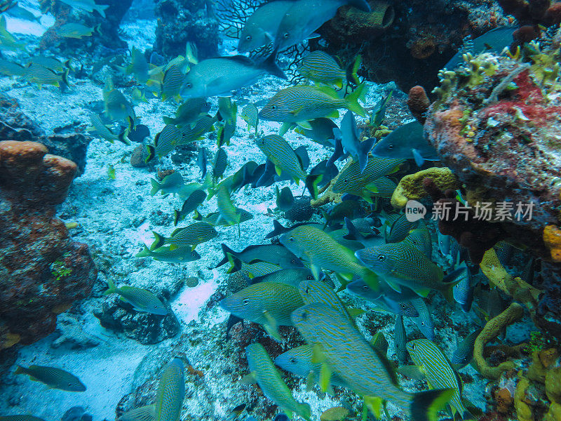 海洋生物与自然，动植物在加勒比海域