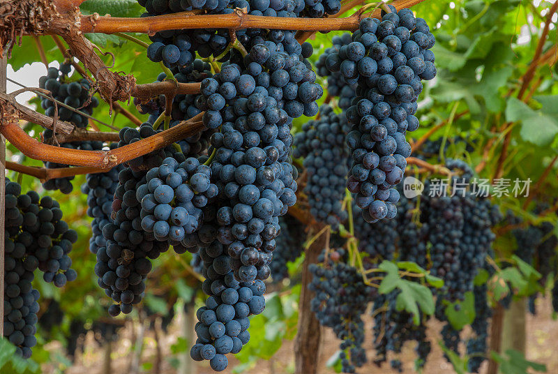 葡萄园-葡萄品种