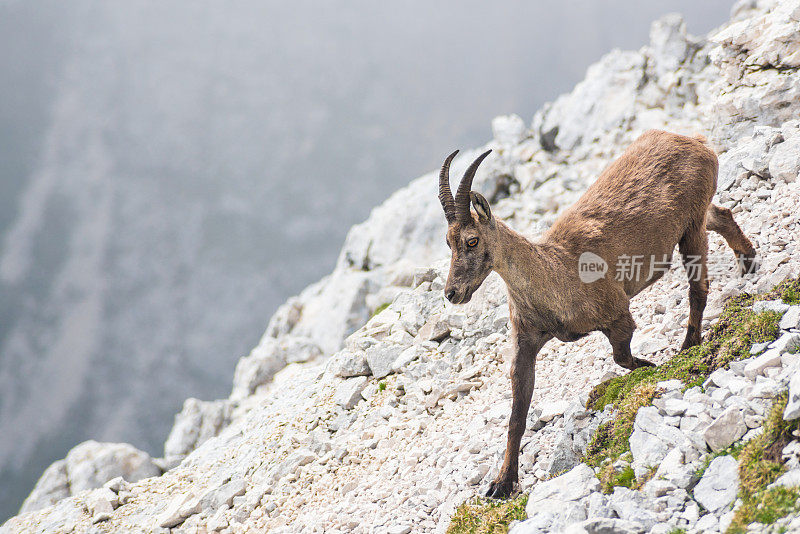 意大利阿尔卑斯山陡峭悬崖上的岩羚羊