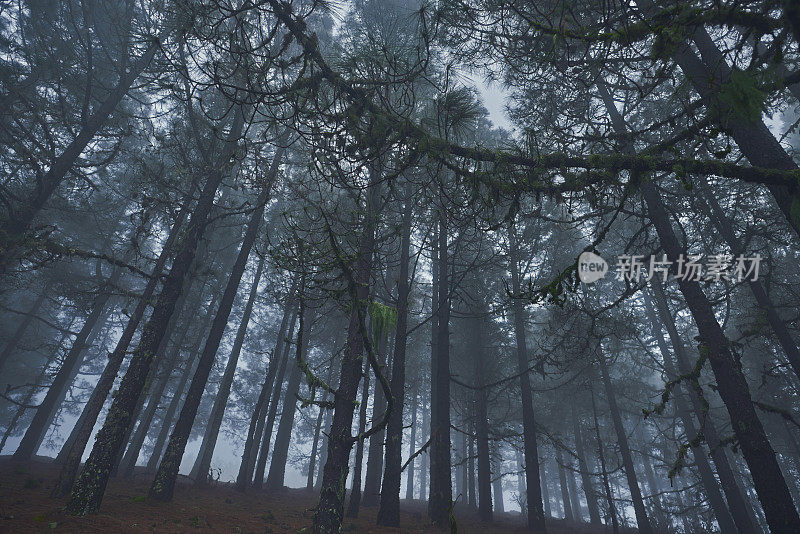 雾夜的森林