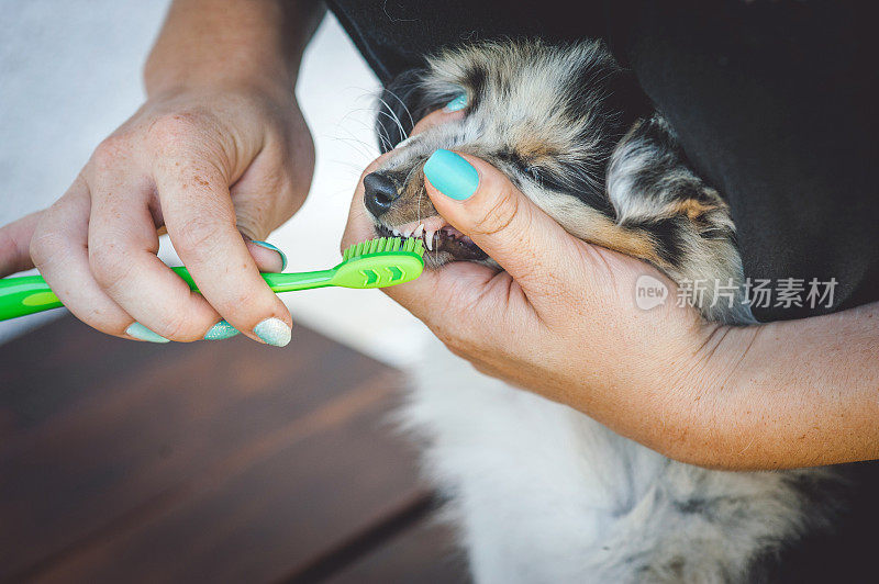 正在刷牙的设得兰牧羊犬小狗