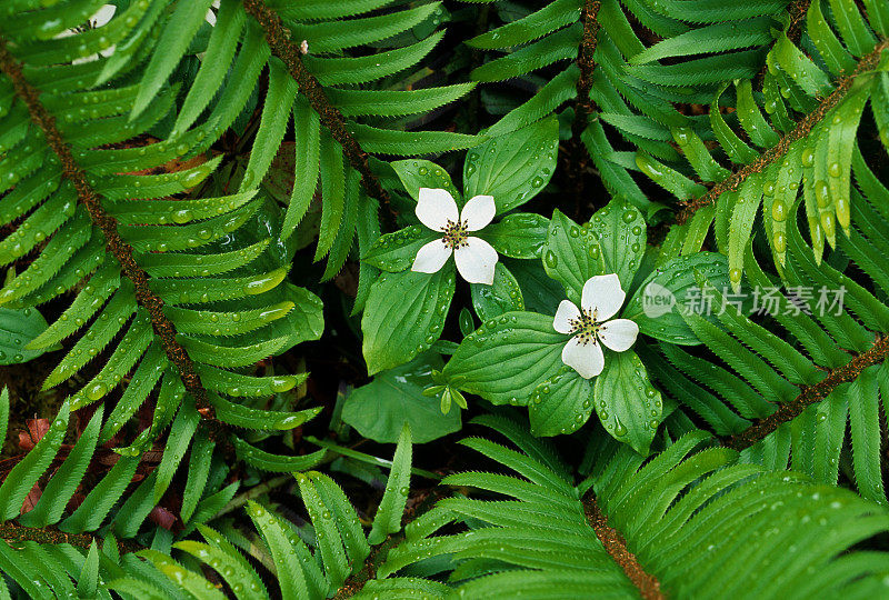 御膳橘山茱萸花