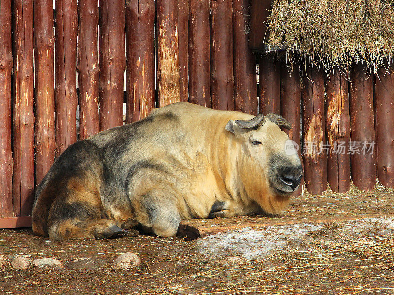 带着幼崽的羚牛。塔金是不丹的国兽